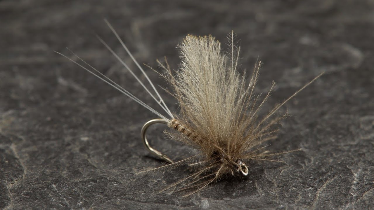 Baetis Rhodani Dun