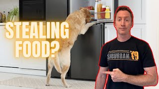 How to Stop Your Dog From Stealing Food and Counter Surfing