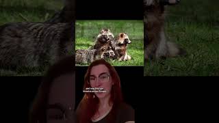 Download Lagu Wanna pet tanuki? Too bad! Pet raccoon dogs are sadly off the table. #animals #pets MP3