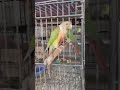 mian mithoooo #song #parrot #funnybird