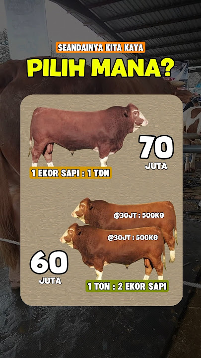 BELI SAPI KURBAN - SAPI QURBAN YANG BANYAK DAGINGNYA. Sapi 1 Ton. #sapi1tonup #sapikurbanterbaik