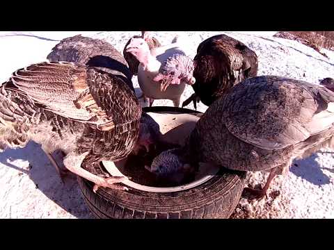 Почему индейки не несутся? \\\\ В деревню!