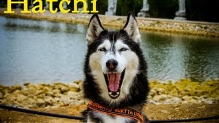 Hatchi, Siberian Husky - A Day At The Park by The Xtreme Dogs 3,014 views 10 years ago 3 minutes, 41 seconds