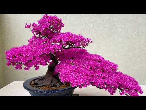 Pacific Bonsai Museum - near Seattle, Washington