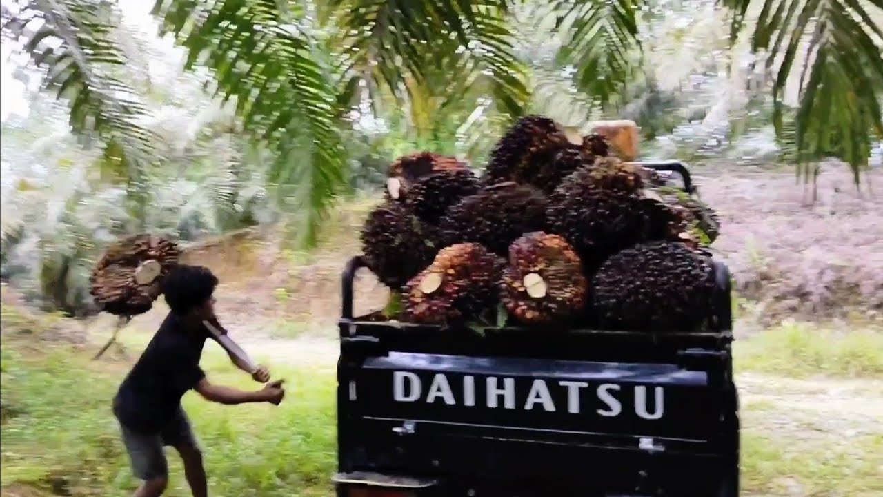 Socfindo Yangambi Memang Joss Usia 10 Tahun