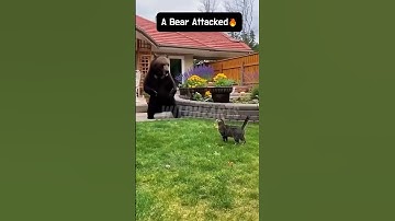 BEAR ATTACK caught on camera — A mother’s instinct🐻🔥 #shorts  #animalshorts