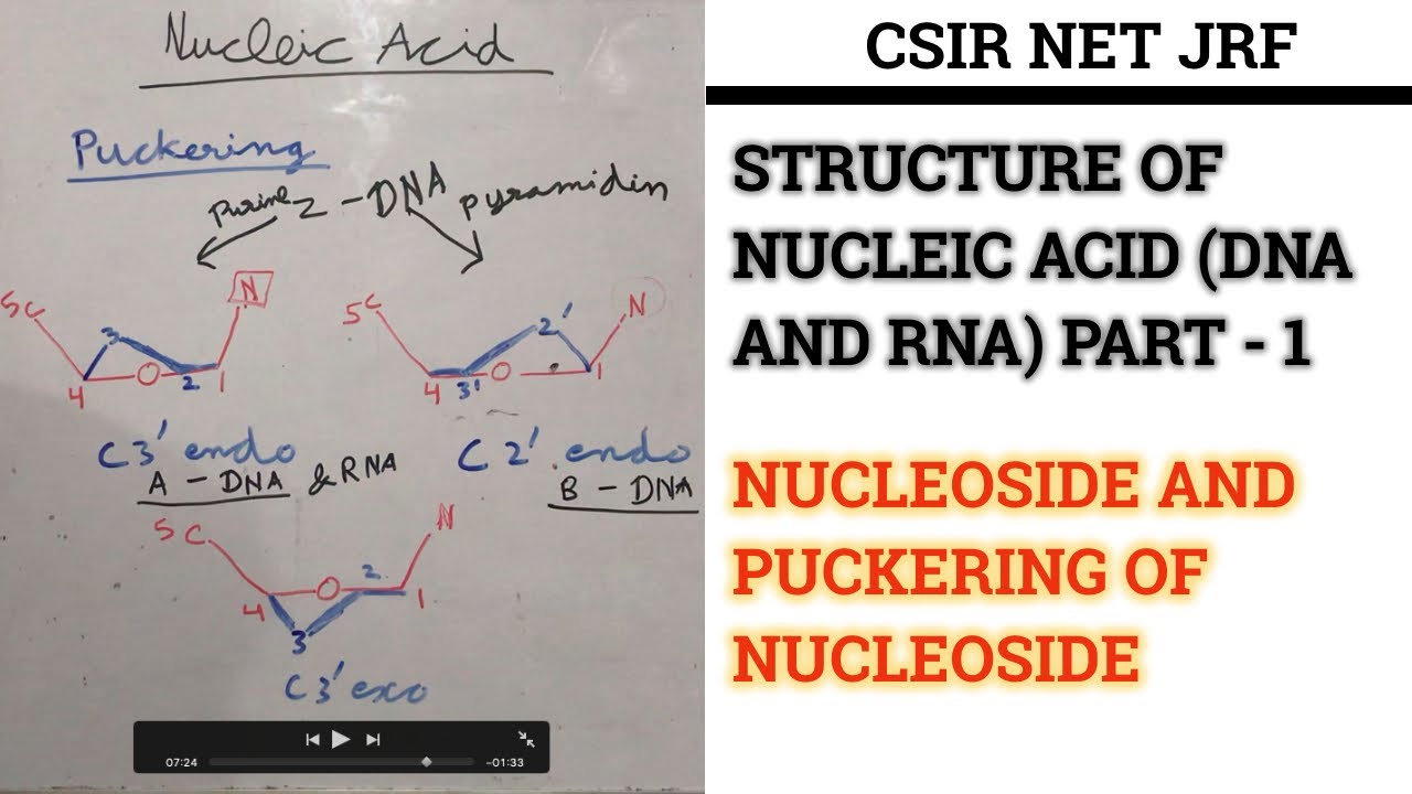 STRUCTURE OF NUCLEIC ACID (DNA AND RNA) PART 1 NUCLEOSIDE AND