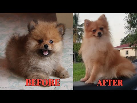 Pomeranian Before and after Growing up | My cute Pomeranian TRANSFORMATION ❤️