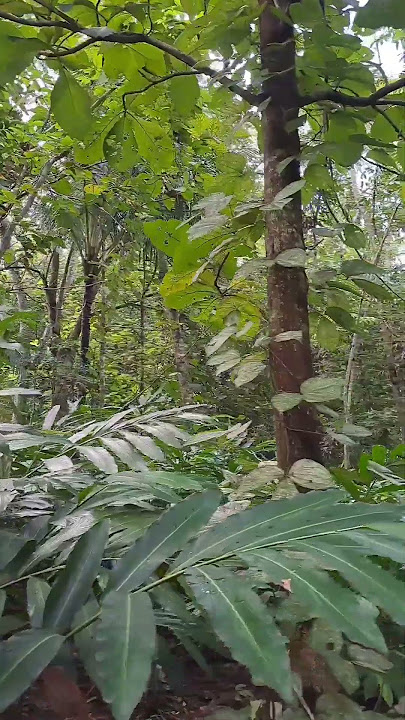 pembongkaran rendaman bambu usia 30tahun
