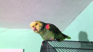 Christian parrot