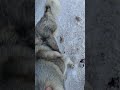 вот такой пёсель к нам прибился .