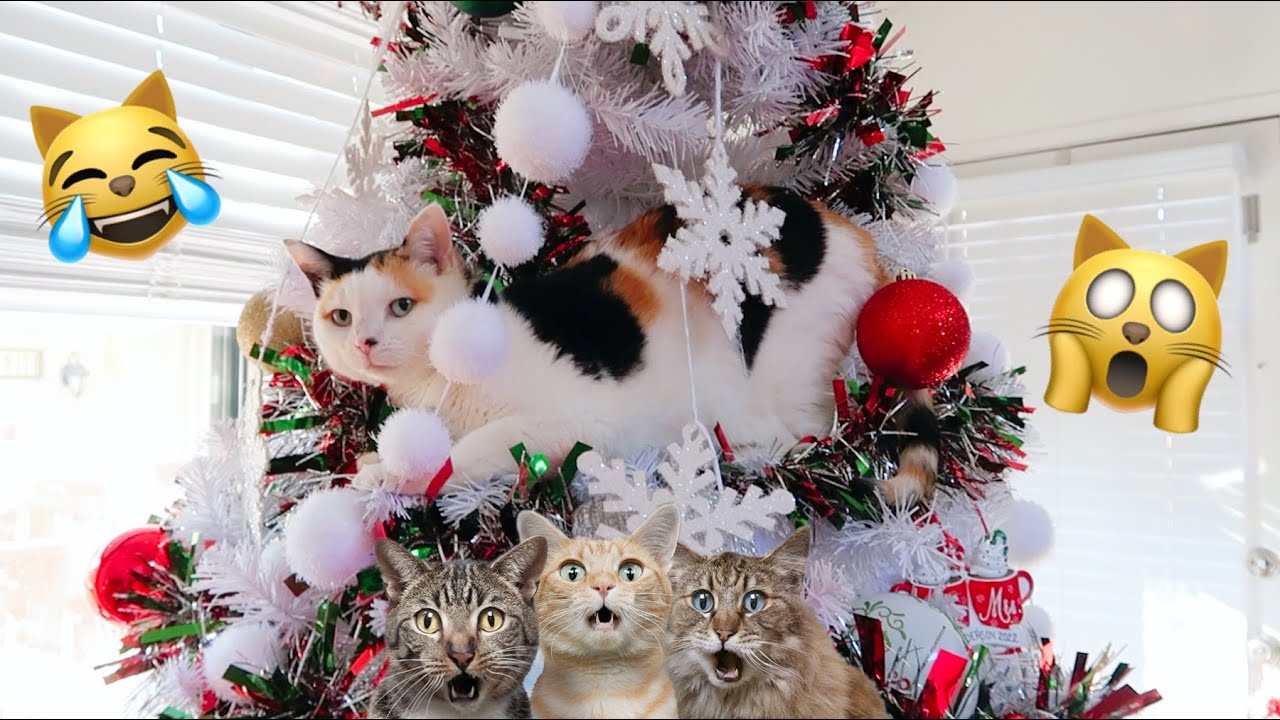 OUR CAT CLIMED THE CHRISTMAS TREE🙀🎄😹 CAT IN THE CHRISTMAS TREE, CAT VS