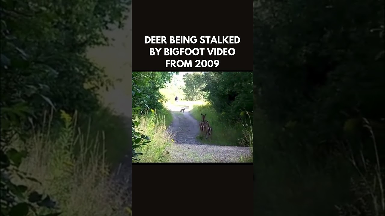 Bigfoot Footage with Deer, 2009