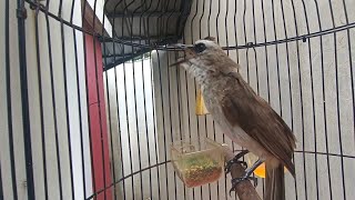 trucukan gacor ropel panjang AMPUH buat pancingan agar bunyi gacor NYAUT SEKETIKA