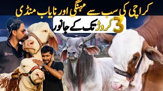 Jameel Memon Mandi  🐂🦬 Rates 2024 | Saturday Night Mandi 🐄🐮 | Bakra Eid 2024