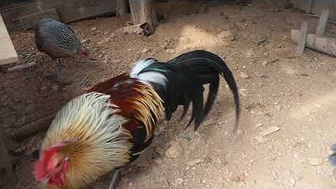 ไก่ต่อสีสาสวยงาม.Blue Beautiful chicken. 아름다운 치킨.Qaib dib seb.2