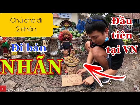Chú Chó Đi 2 Chân| Thử thách Đi bán "NHÃN" kiếm tiền mua CÁ cho em Mèo của chị hai Su Xí Xọn