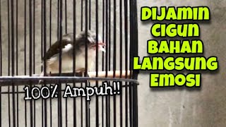 100% Ampuh!! Cigun Akan Emosi dan Ikut Gacor Dengan Pancingan Cigun Muda Belajar Bunyi Ngebren Ini