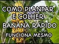 Como Plantar e Colher Banana Rápido Incrivél Técnica