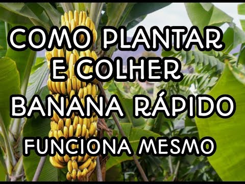 Vídeo: Como plantar e cultivar uma bandana