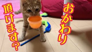 初めてのご飯を必死に貪るかわいい子猫