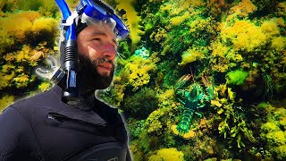 Snorkeling the South Shore of Nova Scotia | So many LOBSTERS