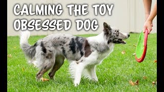 TOO excited? or OBSESSED with TOYS?    Dog training by Kikopup