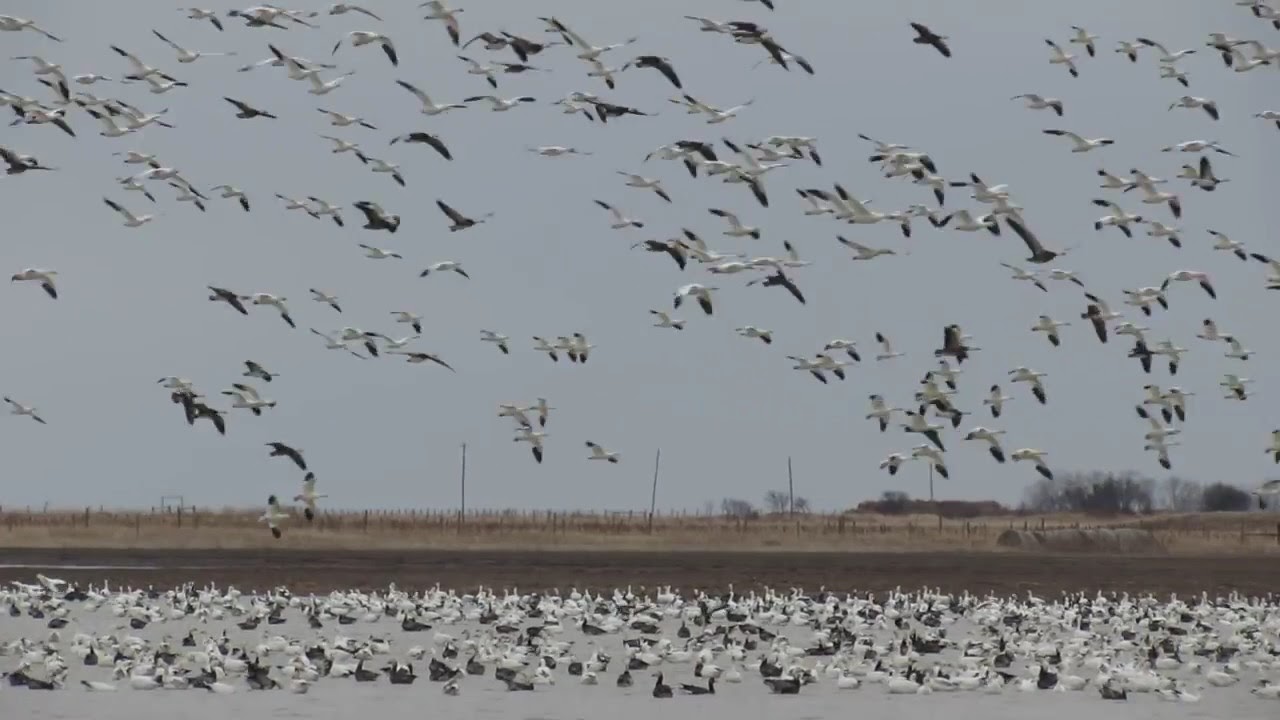 flock of geese flock of geese