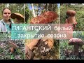 Гигантский белый гриб. Закрытие сезона