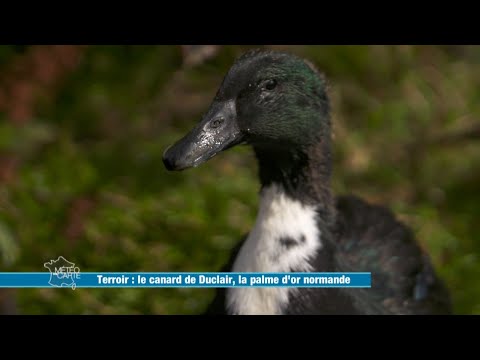 Vidéo: Densité de la pierre concassée - gravier, granit, calcaire et laitier. Densité apparente de la pierre concassée : coefficient, GOST et définition