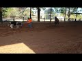 calf roping treino cavalo Dollar