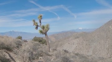 Joshua tree - Keys View