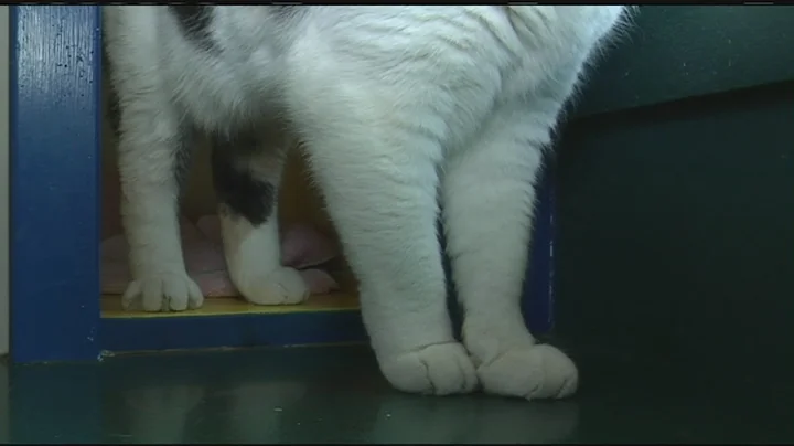 It's too cold to keep your pets outside