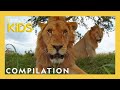 Animal Behavior and Characteristics