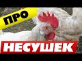 Куры несушки содержание и уход в домашних условиях 🐔Полезные моменты