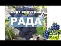 Рада