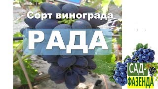 Сорт винограда - Рада! Сорт винограда - Рада!