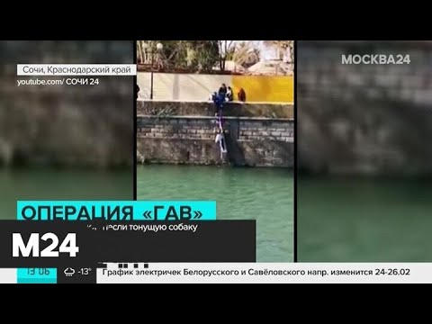 Видео: Российский миллиардер спасает бездомных собак и кошек в Сочи