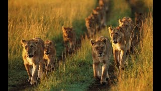National Geographic Documentary - INDIA'S WANDERING LIONS - Wildlife Animal