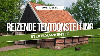 Stekelvarkentje