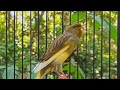 Masteran Burung Kicau Kenari Gacor Ngedur Syahdu Mp3 - Mp4 Download