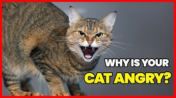 Why Cats Get “Angry” — The Real Meaning Behind Feline Aggression