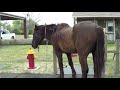 Doing Hoof Care On Mr. T - He Was Paying Attention To Mare So He Had To Lunge