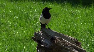 Download Lagu Female Magpie begging MP3