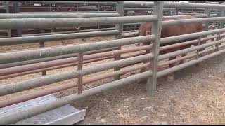 Cima control Cattle