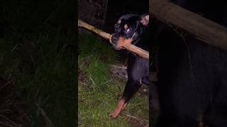 Cute dog [4K] YouTube (Must Watch) #shorts #short #rottweiler  #subscribe