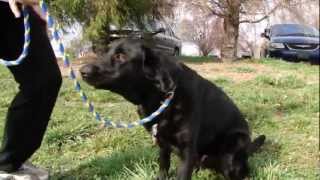 Tag - Adoptable Labrador Retriever Mix From Lucky Lab Rescue