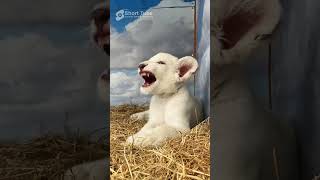 Cute Wild Babies!! Funny Animal Videos Compilation