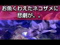 ネコザメVSドチザメVSウツボ