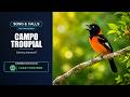 Campo Troupial Song & Calls | Icterus jamacaii | Spectrogram